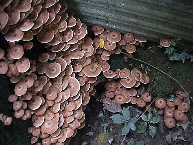 Uno spettacolo di Armillaria del 2002